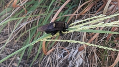 Mallophora leschenaulti