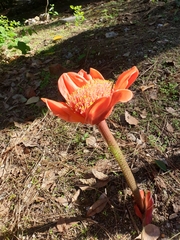 Haemanthus