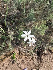 Sparaxis grandiflora