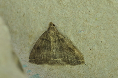Zanclognatha laevigata