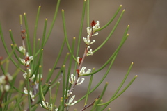 Hakea rostrata