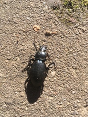 Carabus violaceus