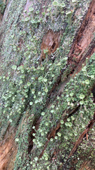 Cladonia fimbriata