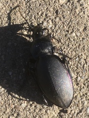 Carabus violaceus