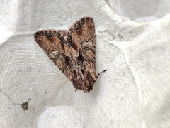 Mniotype occidentalis