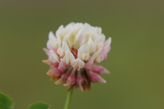 Trifolium hybridum