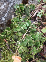 Peltigera leucophlebia