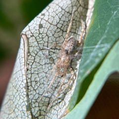 Anyphaena