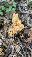 Ramaria formosa