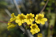 Tropaeolum brachyceras