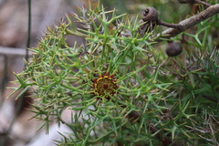 Isopogon ceratophyllus