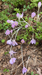 Colchicum autumnale