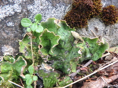 Peltigera leucophlebia
