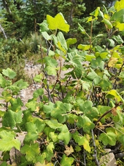 Ribes viscosissimum