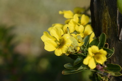 Tropaeolum brachyceras