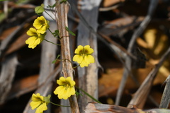 Tropaeolum brachyceras