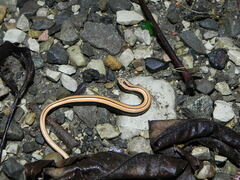 Anguis colchica