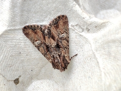 Mniotype occidentalis