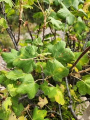 Ribes viscosissimum