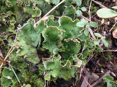 Peltigera leucophlebia