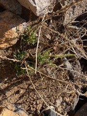 Reseda luteola image