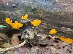 Dacrymyces chrysospermus