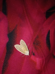 Creatonotos transiens