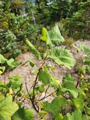 Ribes viscosissimum