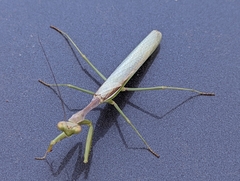Stagmomantis limbata