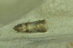 Acrobasis