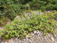 Ribes viscosissimum