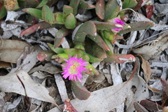 Carpobrotus modestus