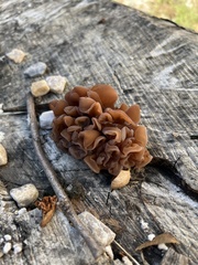 Phaeotremella foliacea