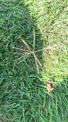 Chloris verticillata