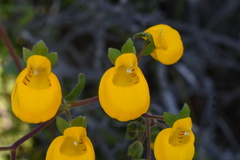 Calceolaria corymbosa