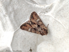 Mniotype occidentalis