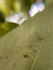 Caryomyia eumaris