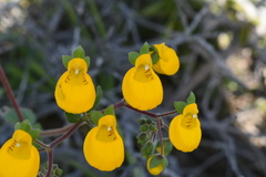 Calceolaria corymbosa
