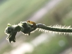 Danaus chrysippus