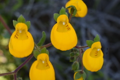 Calceolaria corymbosa