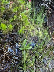 Carex nigricans