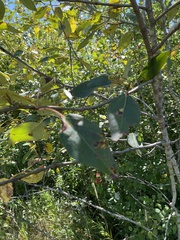 Populus balsamifera