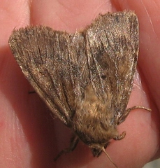 Ufeus satyricus