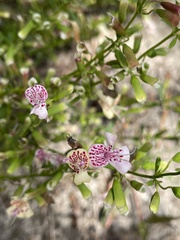 Dicerandra frutescens subsp. modesta image