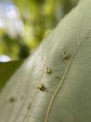 Caryomyia eumaris