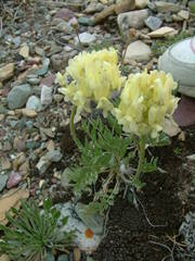 Oxytropis campestris
