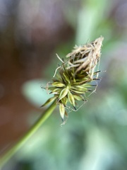 Carex nigricans