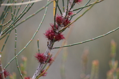 Allocasuarina muelleriana