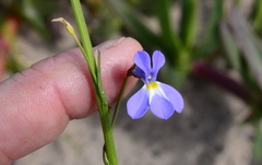 Lobelia comosa