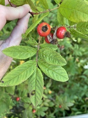 Rosa palustris